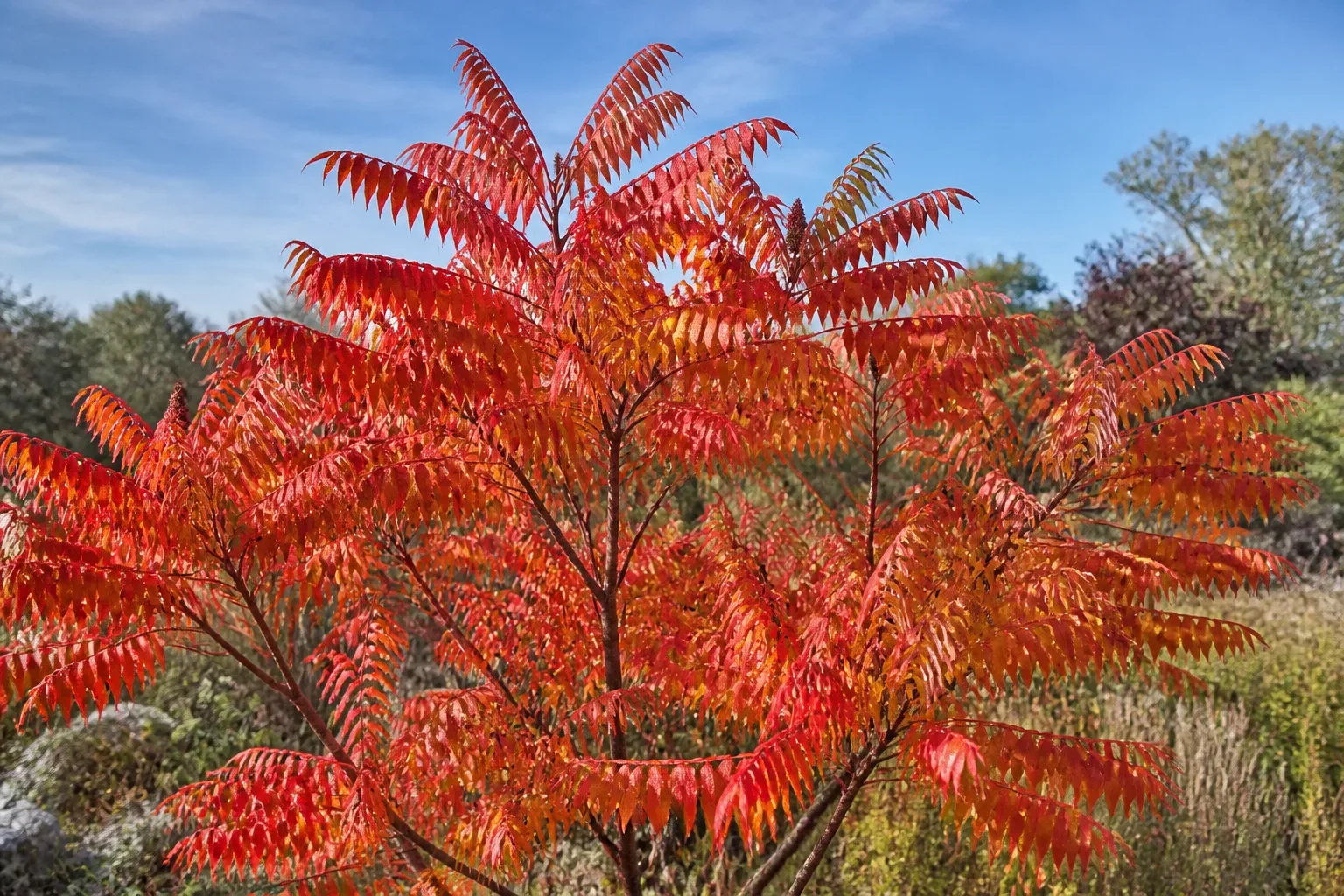 Staghorn sumac shrub with scarlet and orange compound leaves in peak autumn color