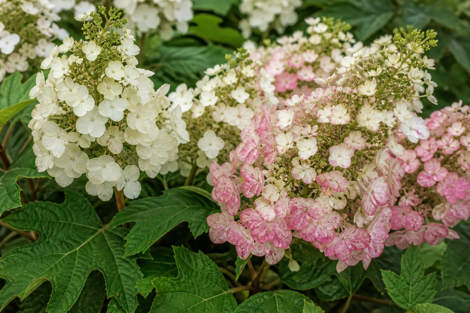 Oakleaf hydrangea white flower panicles with deeply lobed green leaves