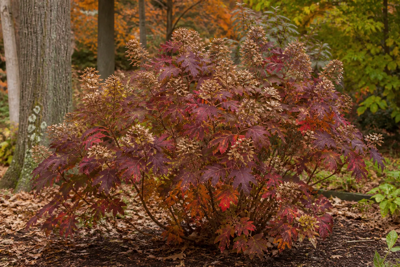 Oakleaf hydrangea with burgundy and orange fall foliage and faded flower panicles