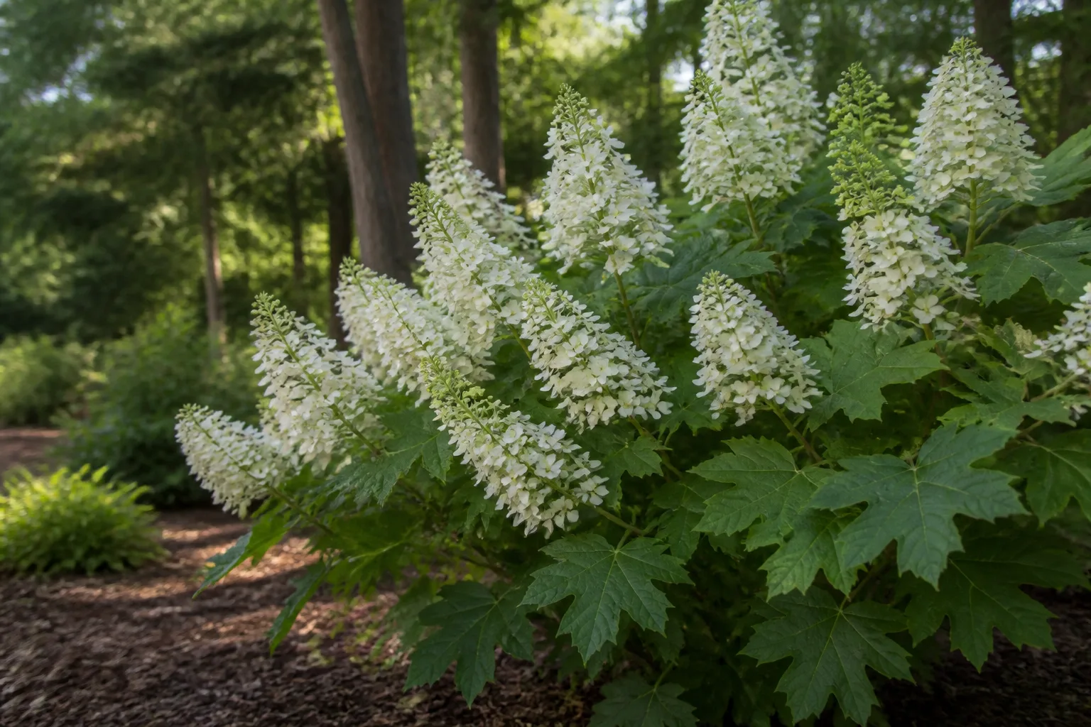 Oakleaf hydrangea shrub with lobed green leaves and upright white flower panicles in a mulched garden border