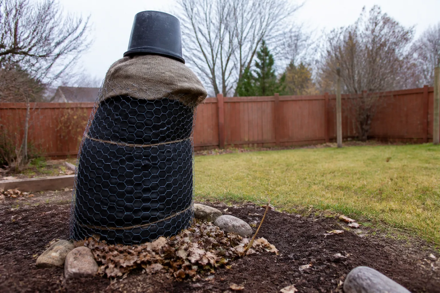 Fig tree wrapped in burlap and tar paper for winter freeze protection