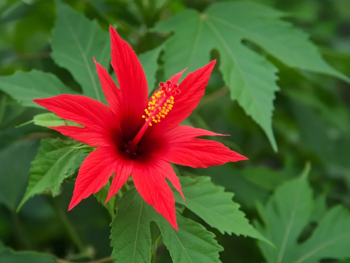 Close-up of scarlet rosemallow swamp hibiscus showing narrow red star-shaped petals and lobed green leaves