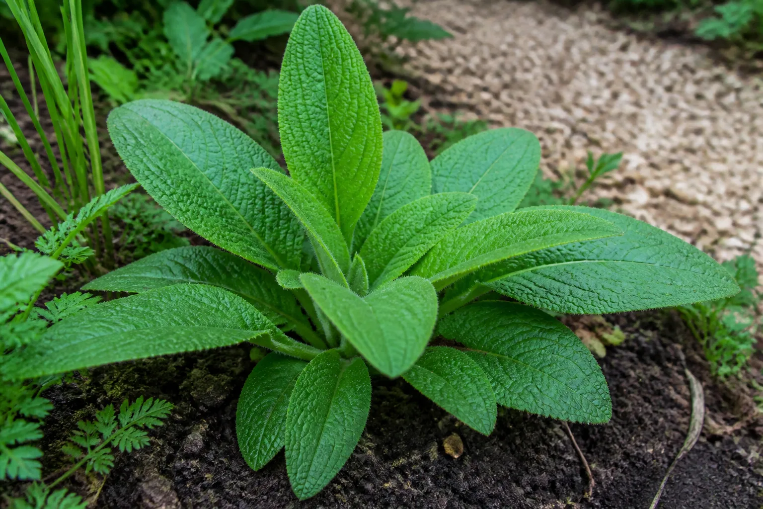 First-year common foxglove basal rosette with large hairy leaves and no flower spike