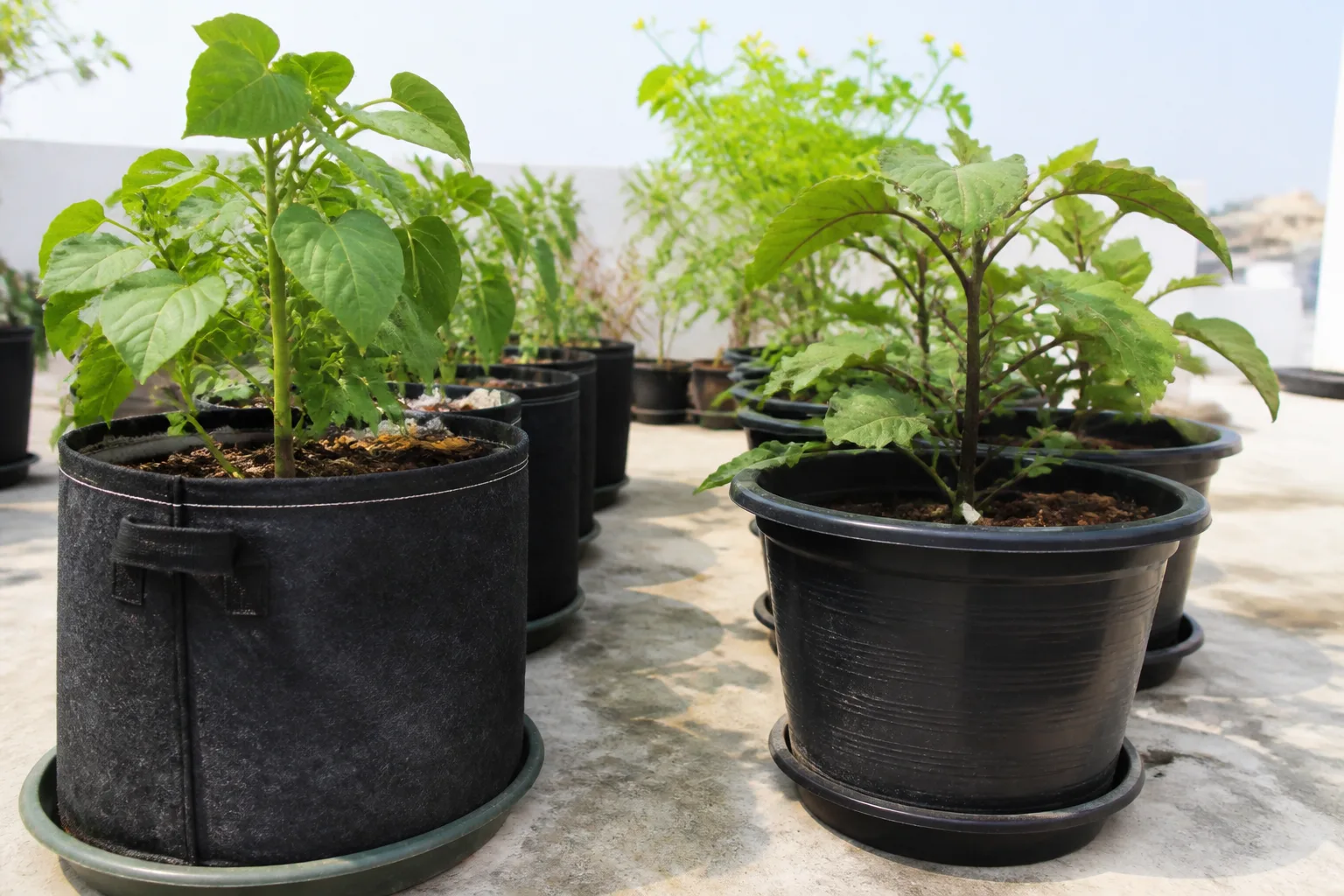 Fabric grow bags and plastic pots arranged on a hot terrace floor