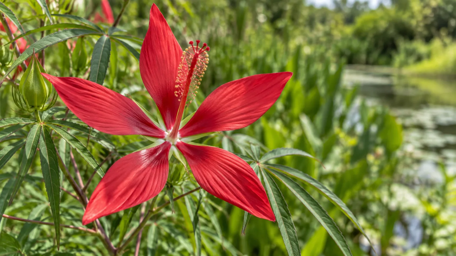 Texas star hibiscus flower with five long, narrow scarlet petals and a projecting staminal column, showing its characteristic star shape