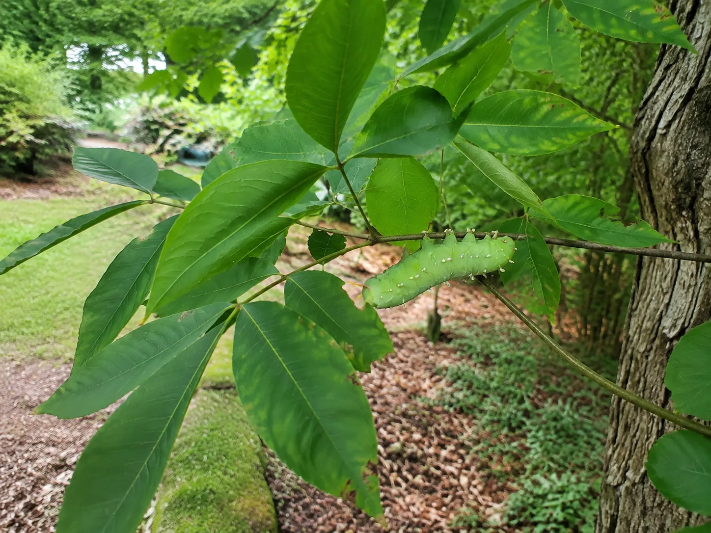 Luna moth caterpillar resting on a leafy hickory branch in a woodland-edge garden