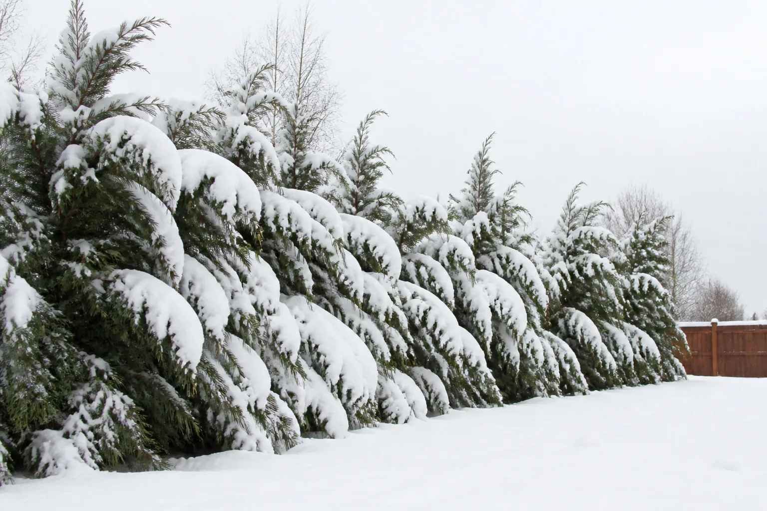Snow-laden evergreen branches bowing under heavy wet snow in a quiet suburban backyard after a winter storm