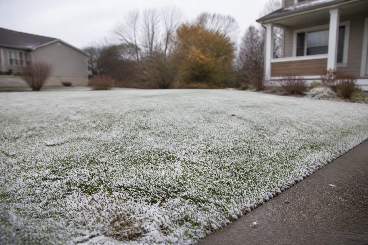 Dormant cool-season lawn with a light dusting of snow in late autumn