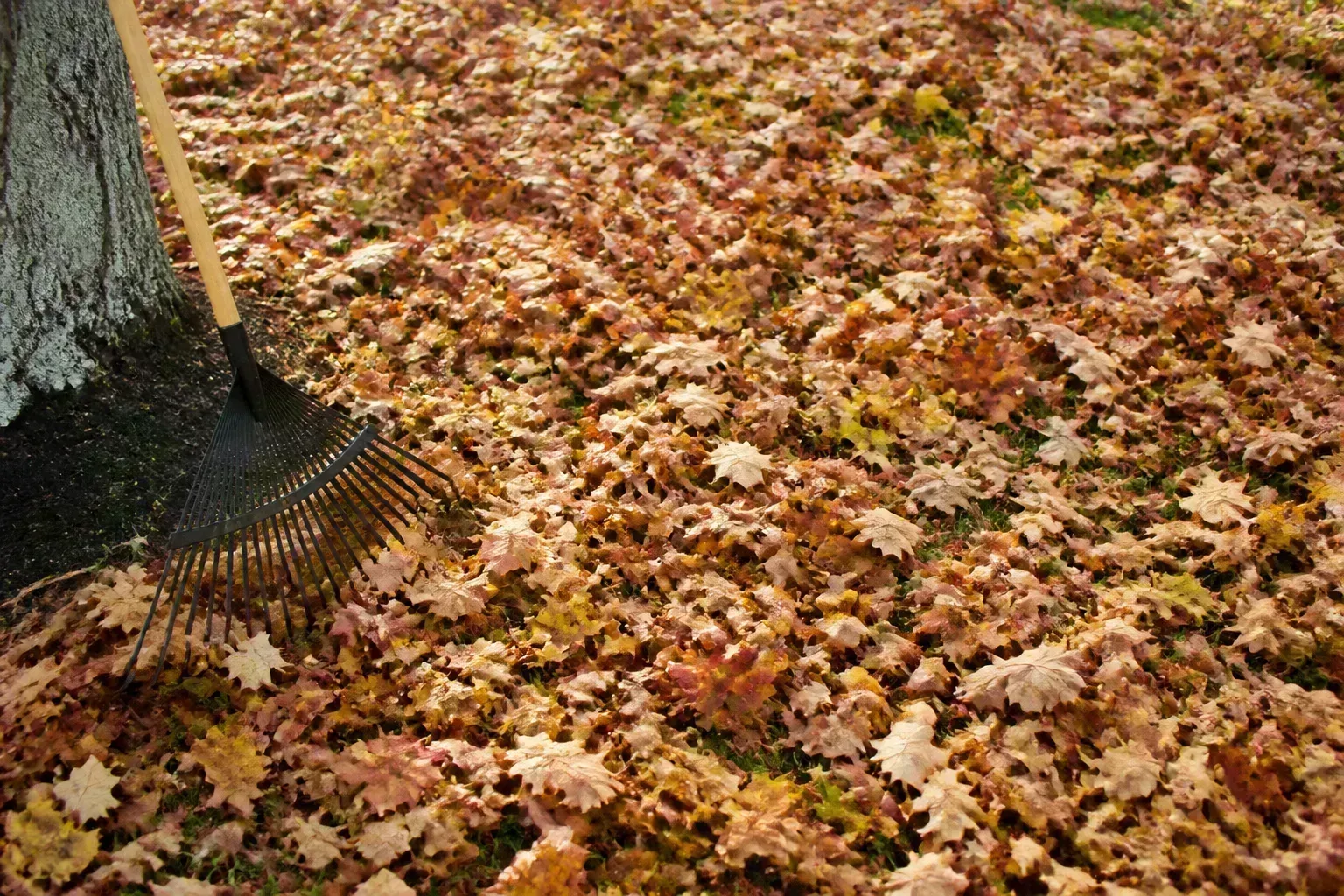 Thick mat of wet autumn leaves covering a suburban lawn and blocking sunlight to grass below