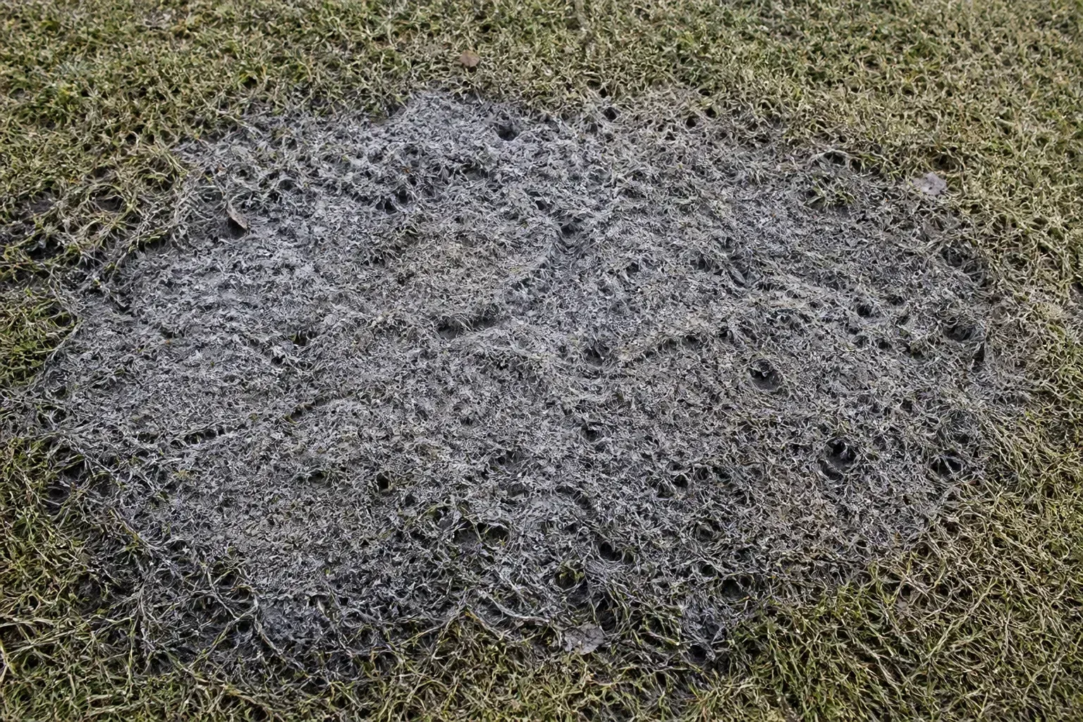 Gray snow mold matted patch on a residential lawn during early spring thaw