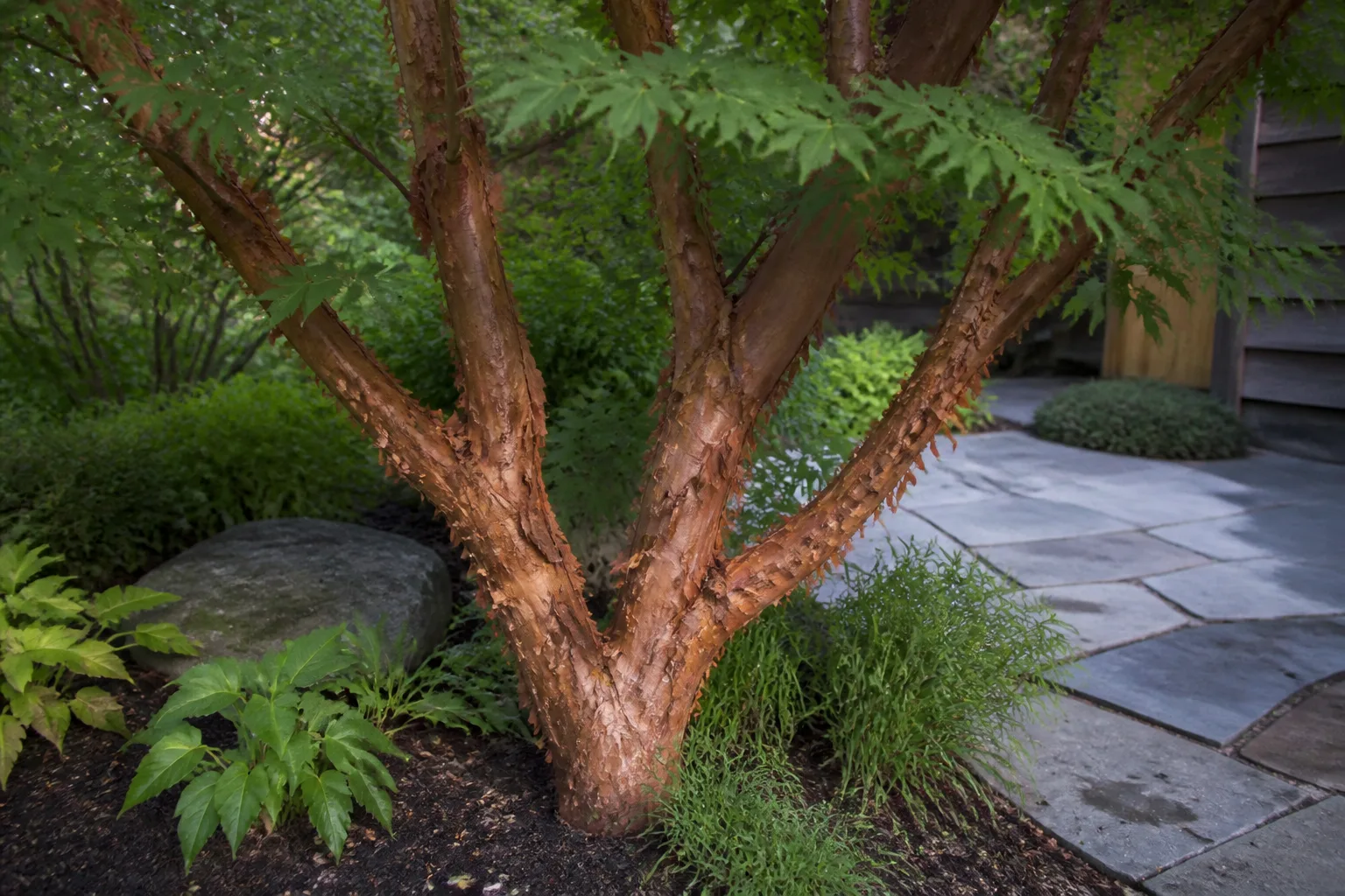 Paperbark maple with cinnamon peeling bark beside a stone patio, a small-specimen maple for tight yards