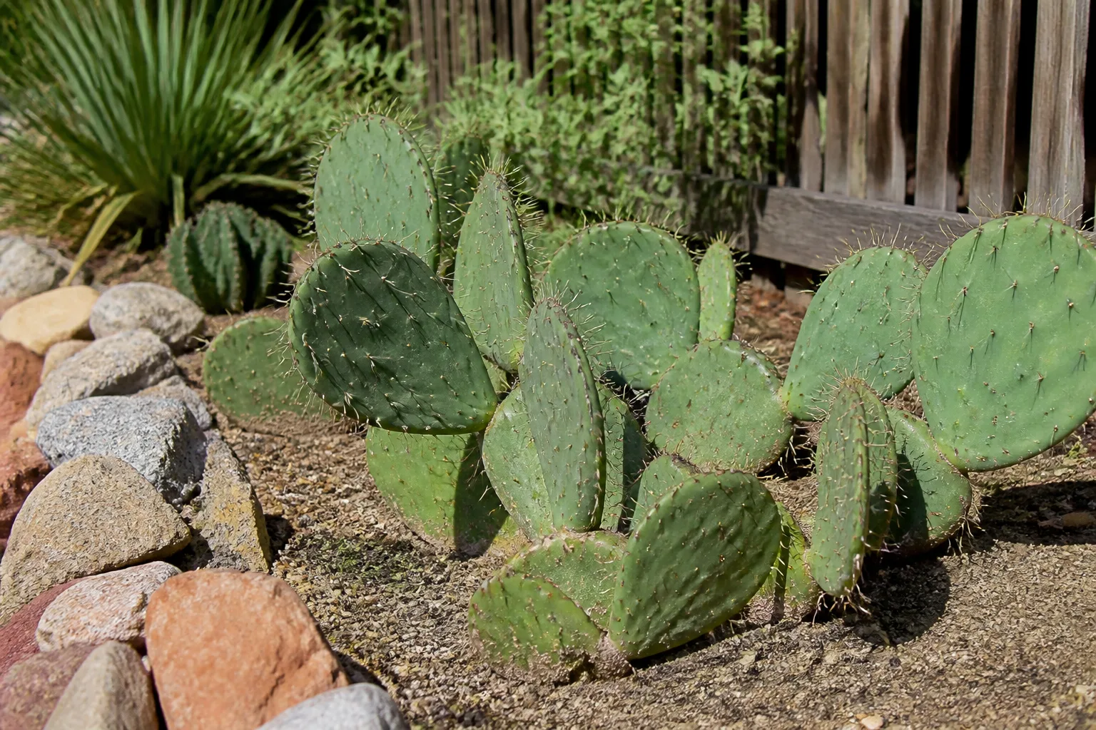 Eastern prickly pear cactus pads growing in a sunny rock garden border
