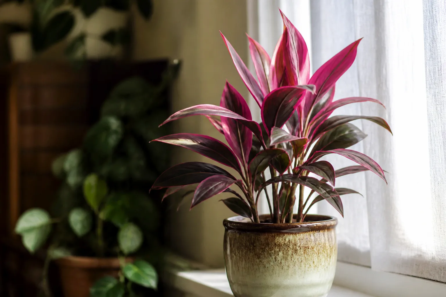 Ti plant with pink-purple leaves on a windowsill receiving bright indirect light through a sheer curtain