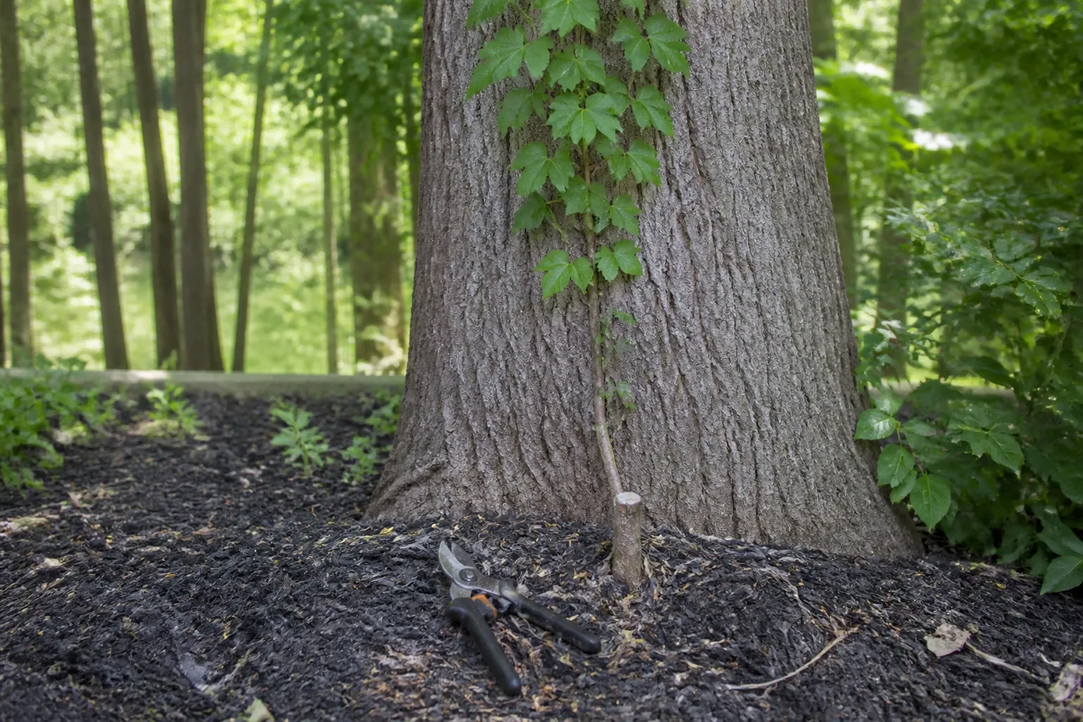 Treat A Woody Vine Without Pulling The Tree for treat a woody vine without pulling the tree