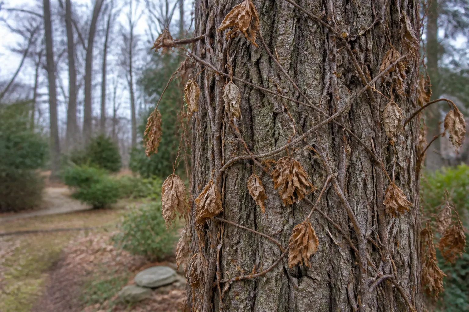 Why Dead Vines Still Pose A Risk for why dead vines still pose a risk