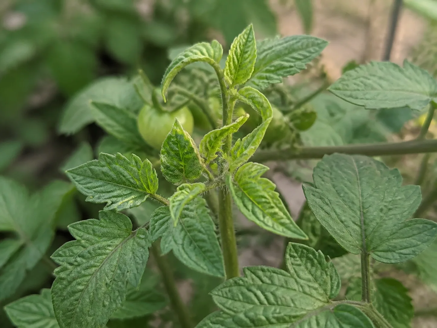 Tomato new growth with small cupped leaves and pale veins that needs closer diagnosis