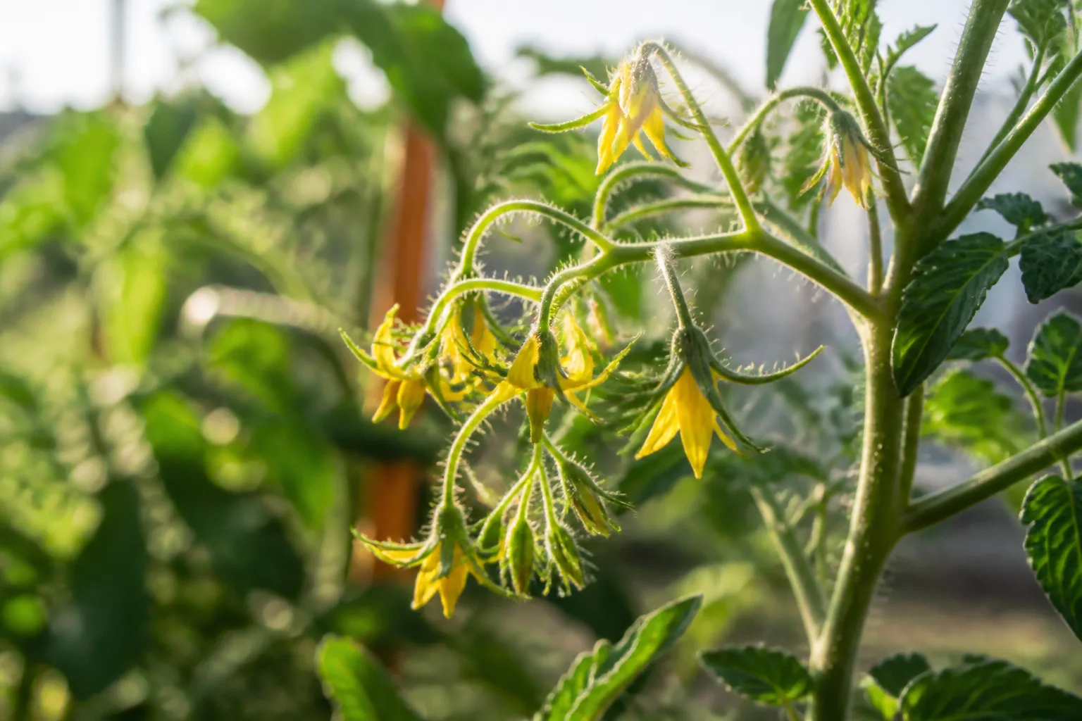 Yellow star-shaped tomato flowers in branching clusters on a healthy green vine