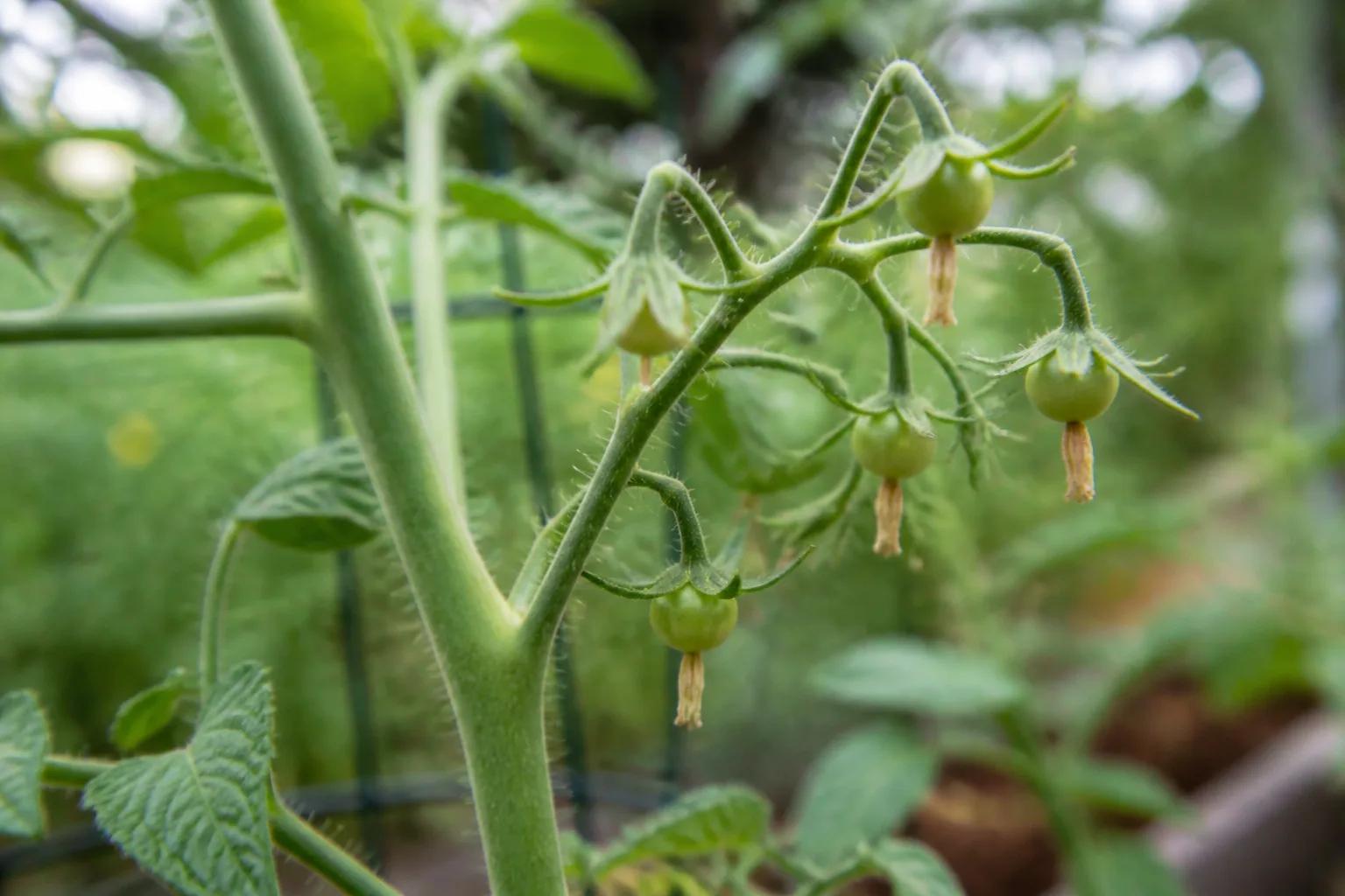 Young green tomato fruit forming on a flowering truss after successful pollination