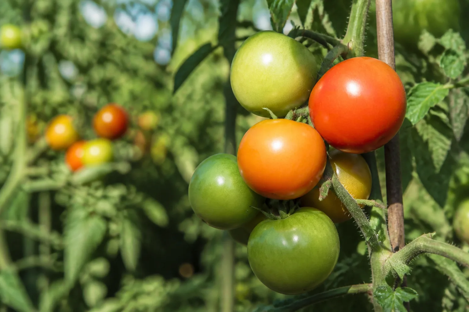 Tomatoes ripening from green to red on the vine at peak splitting vulnerability