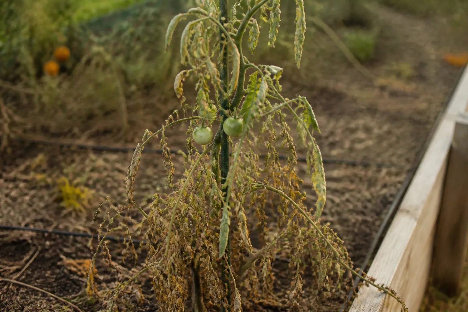 Declining end-of-season tomato plant with yellowing leaves and spent stems in an autumn garden bed