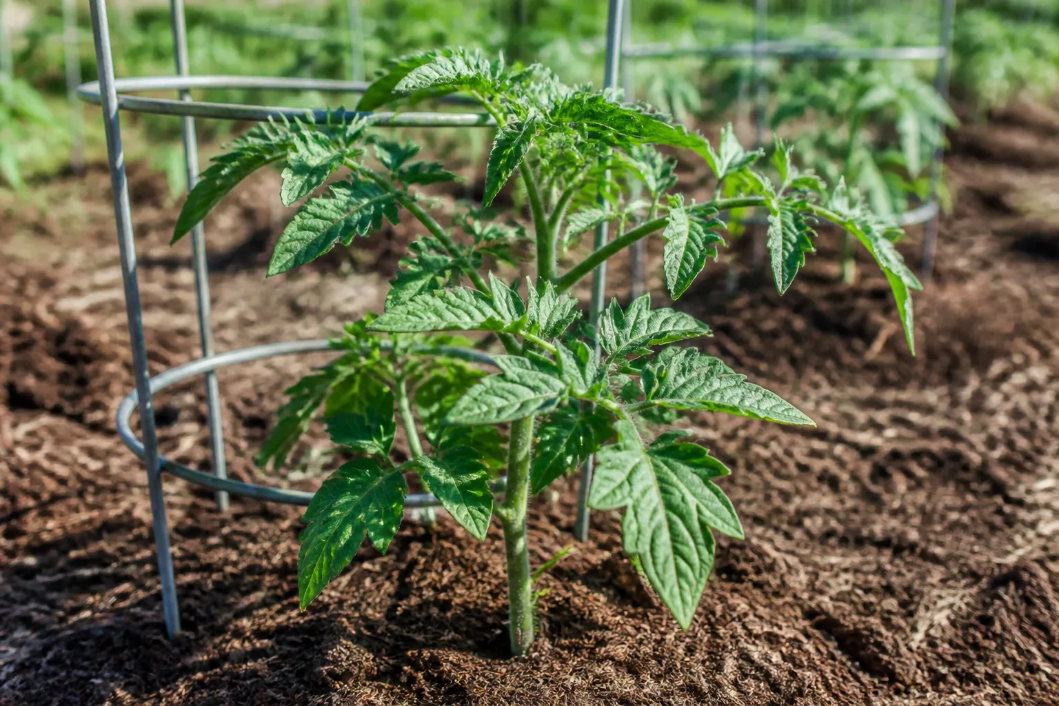 Young transplanted tomato plant with vigorous green foliage and a stake in a sunny garden bed