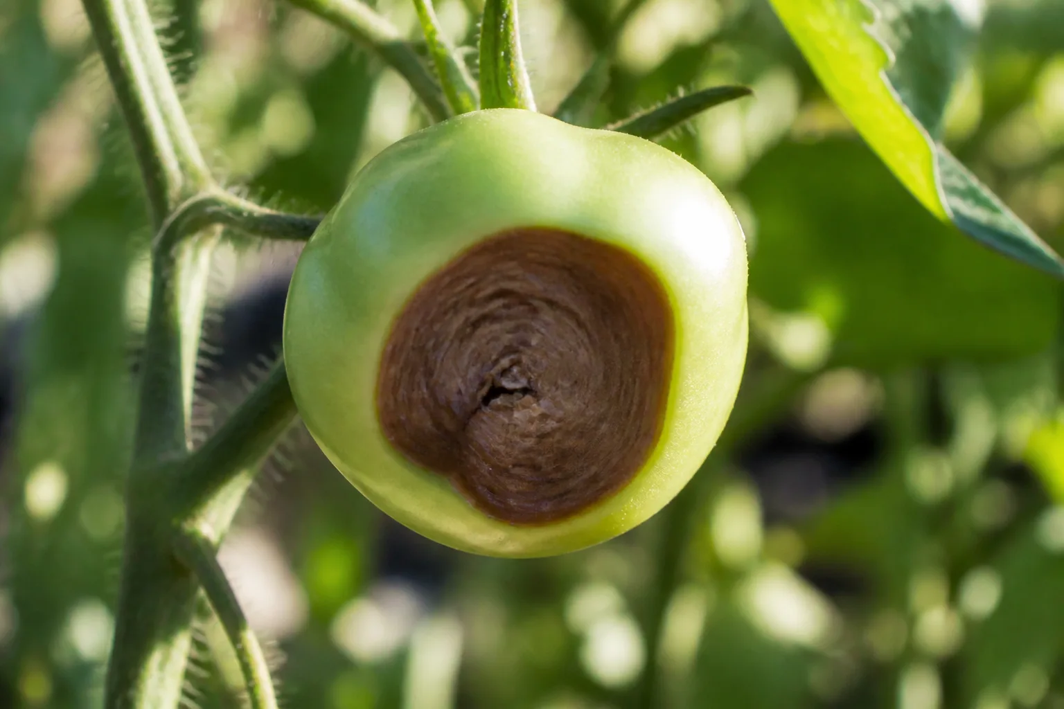 Tomato with a dark sunken lesion on the blossom end, characteristic of blossom end rot
