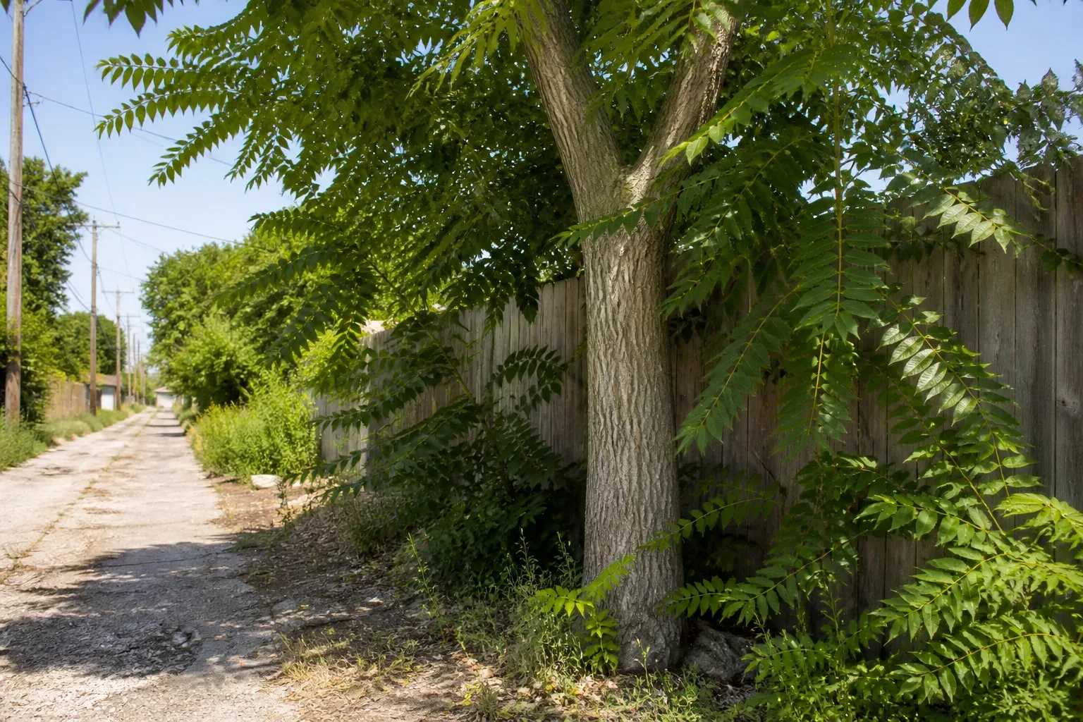 Invasive tree of heaven with long compound leaves and ridged gray bark growing along an urban fence line