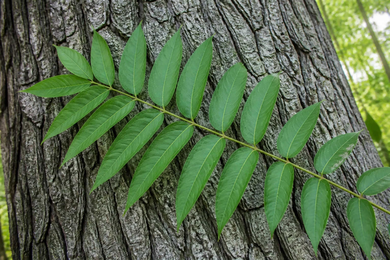 Long pinnately compound tree of heaven leaf against ridged cantaloupe-pattern bark