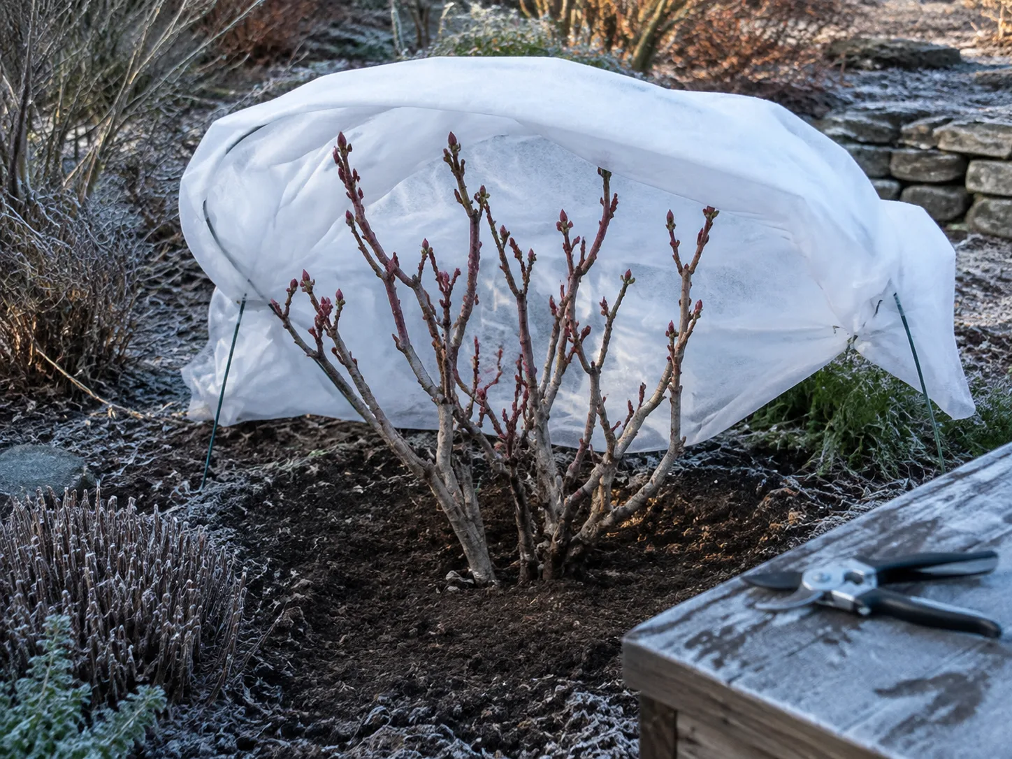 Dormant tree peony protected by breathable fleece before a late frost