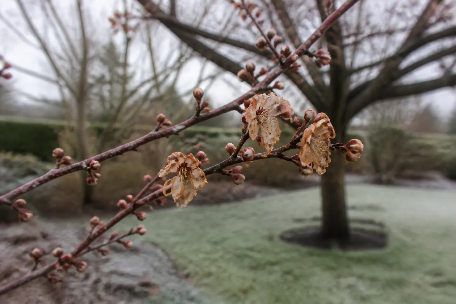 Frost-damaged winter tree flowers with brown wilted petals on bare branches after a hard freeze