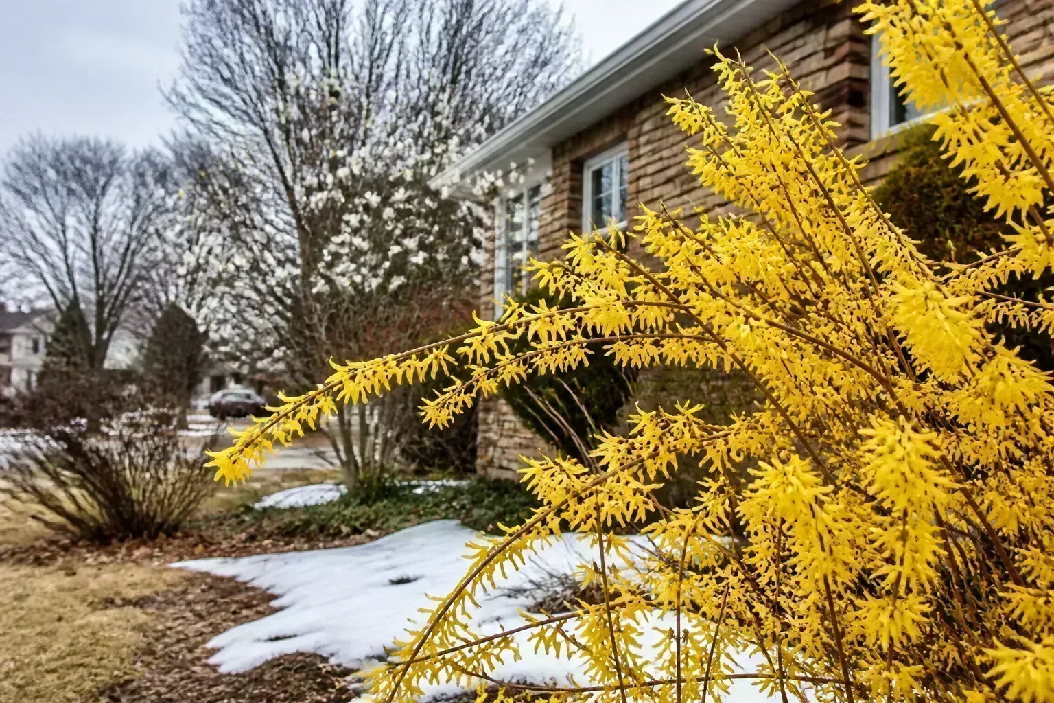 Forsythia shrub with bright yellow winter flowers on bare branches in a late-winter home landscape with patches of snow