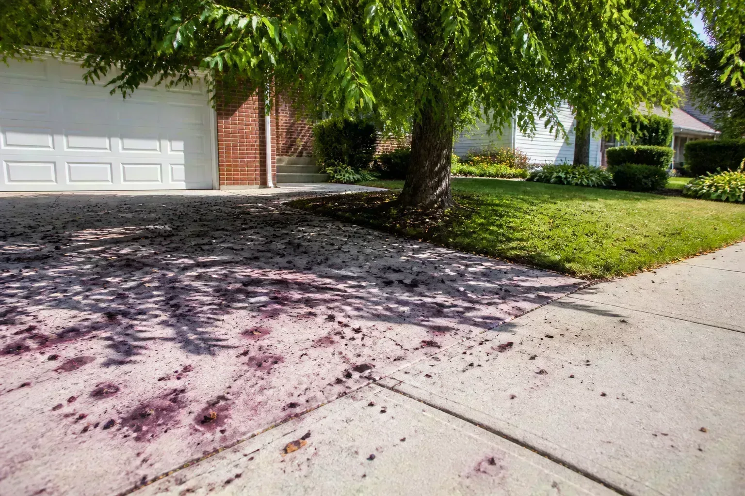 Stained concrete driveway beneath overhanging tree branches with fallen berries and leaves