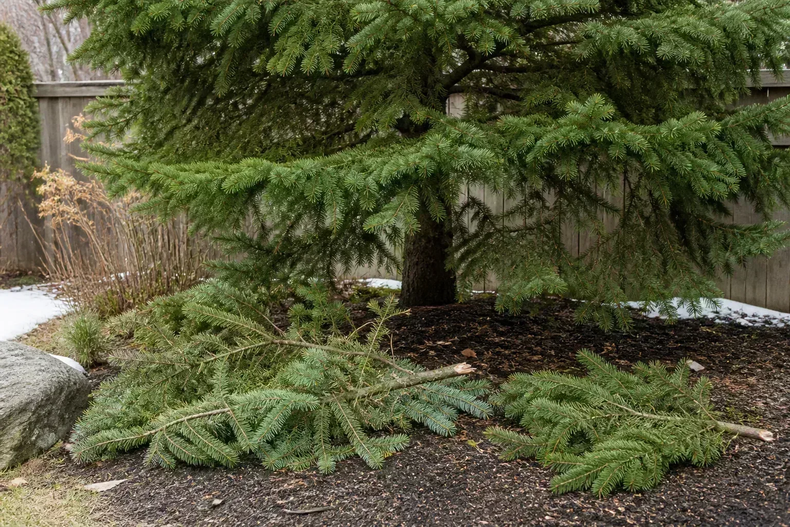 Evergreen fir tree with broken lower branches on the ground after a winter windstorm