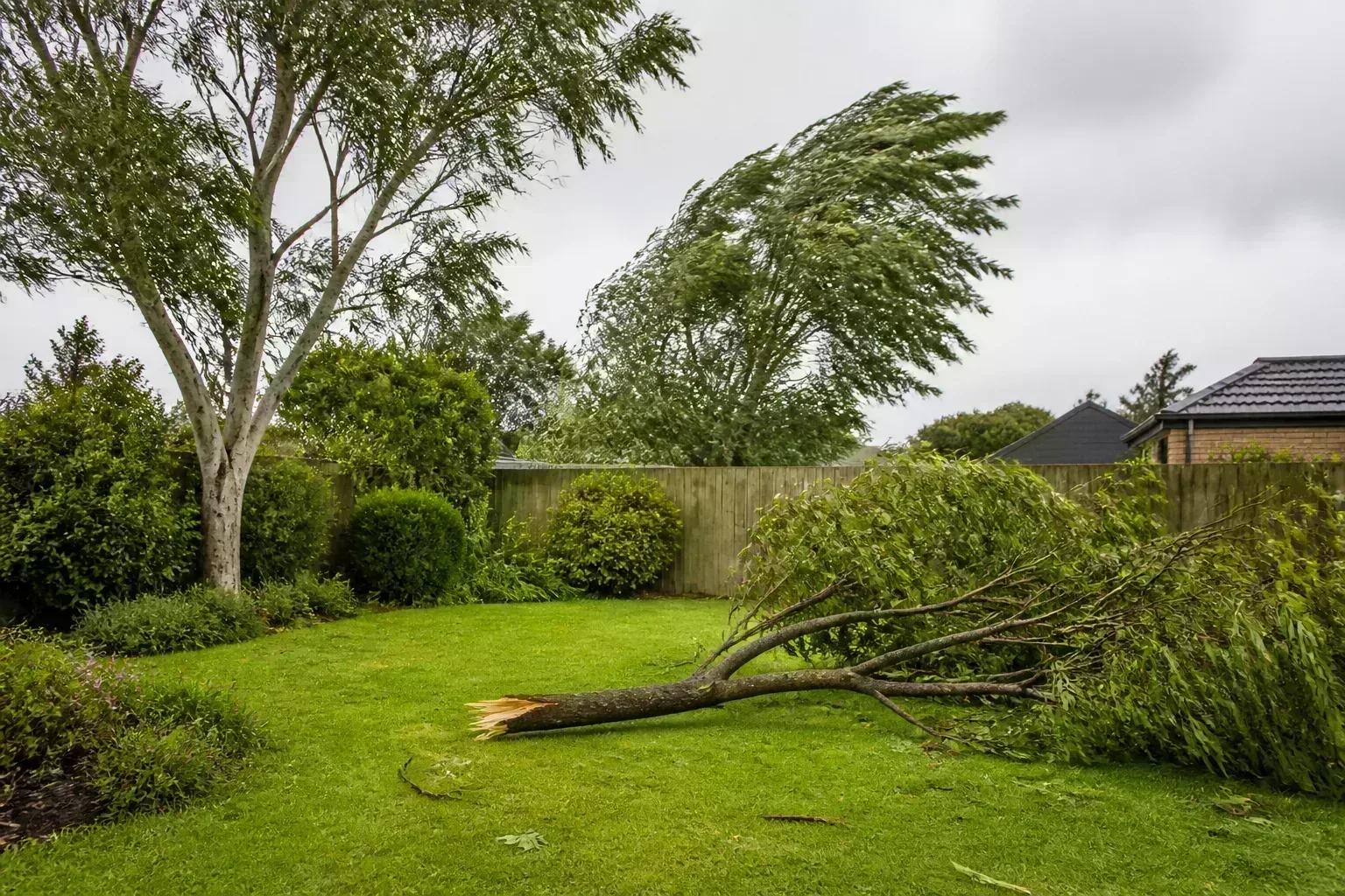 Wind-damaged tree branch on a suburban lawn after a storm with remaining yard trees in gusty overcast weather
