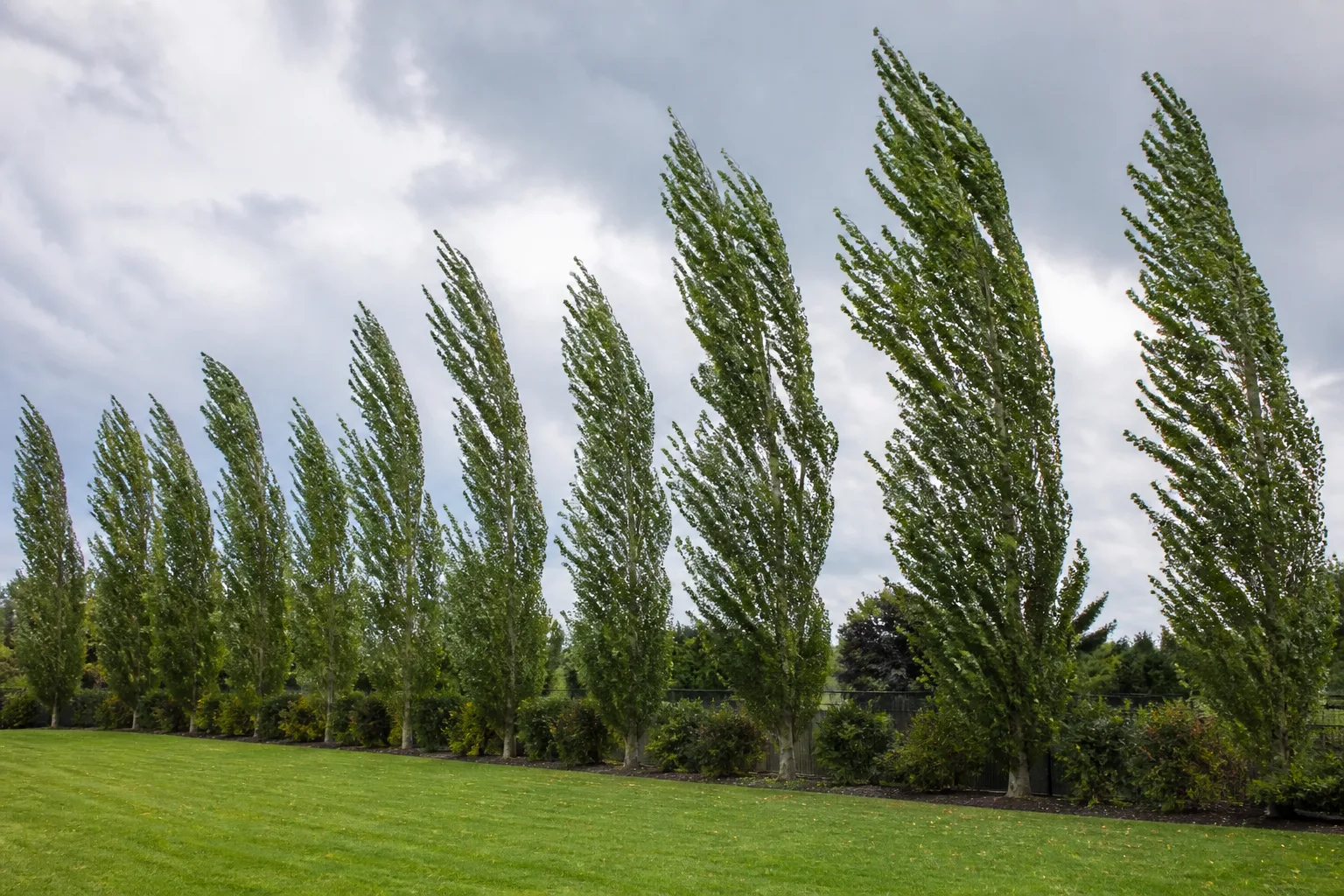 Row of tall Lombardy poplar trees along a property line with narrow columnar crowns