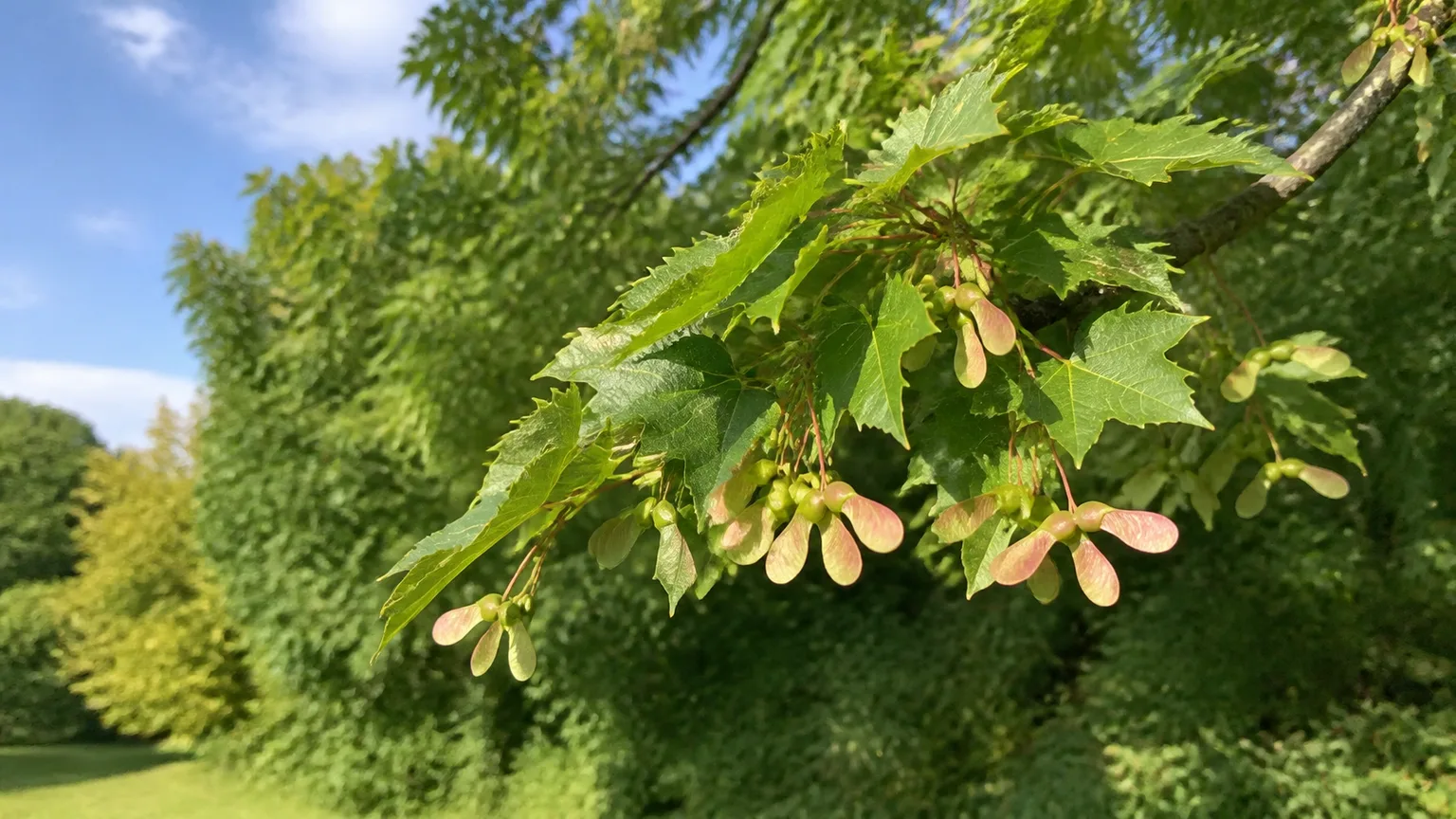 Close view of pink paired maple samaras hanging from a leafy outdoor branch