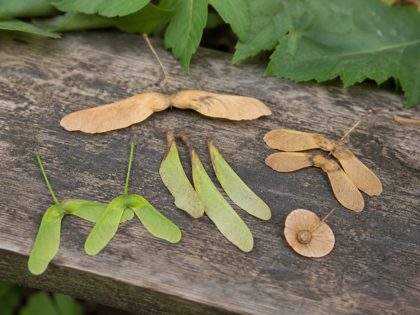 Winged samaras from several tree types arranged on a leaf-strewn outdoor surface for identification