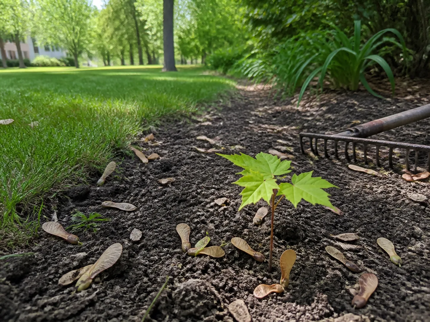 Young maple-like volunteer seedling emerging among fallen samaras at the edge of a lawn