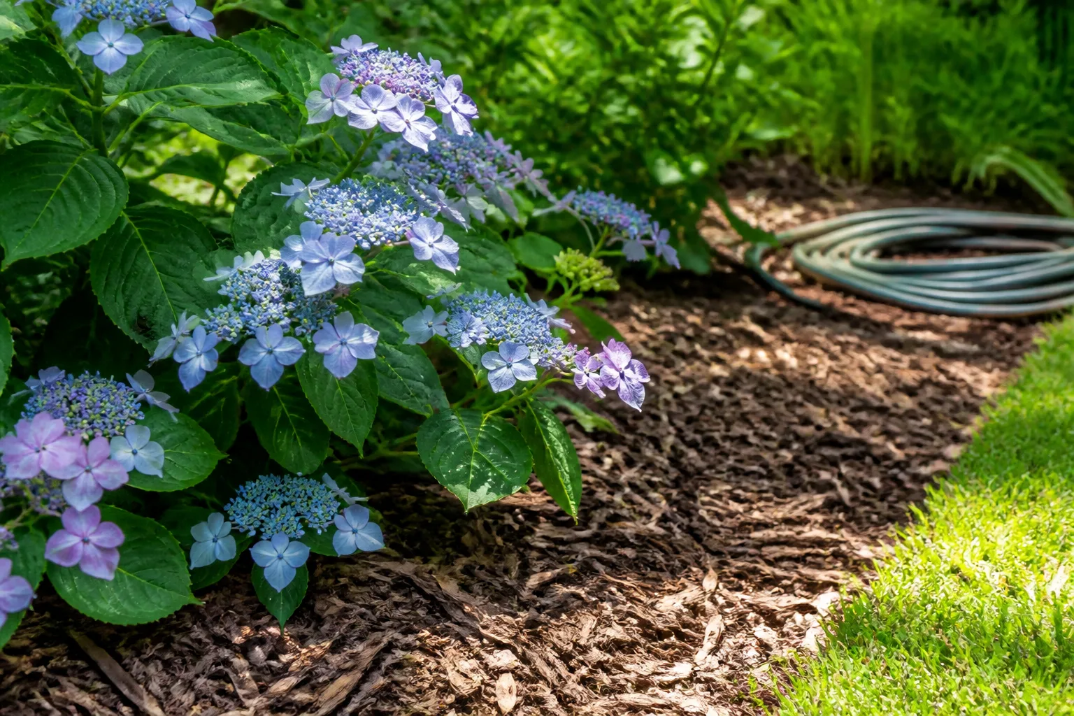 Fresh shredded bark mulch refreshed around a lacecap hydrangea after late-summer bloom