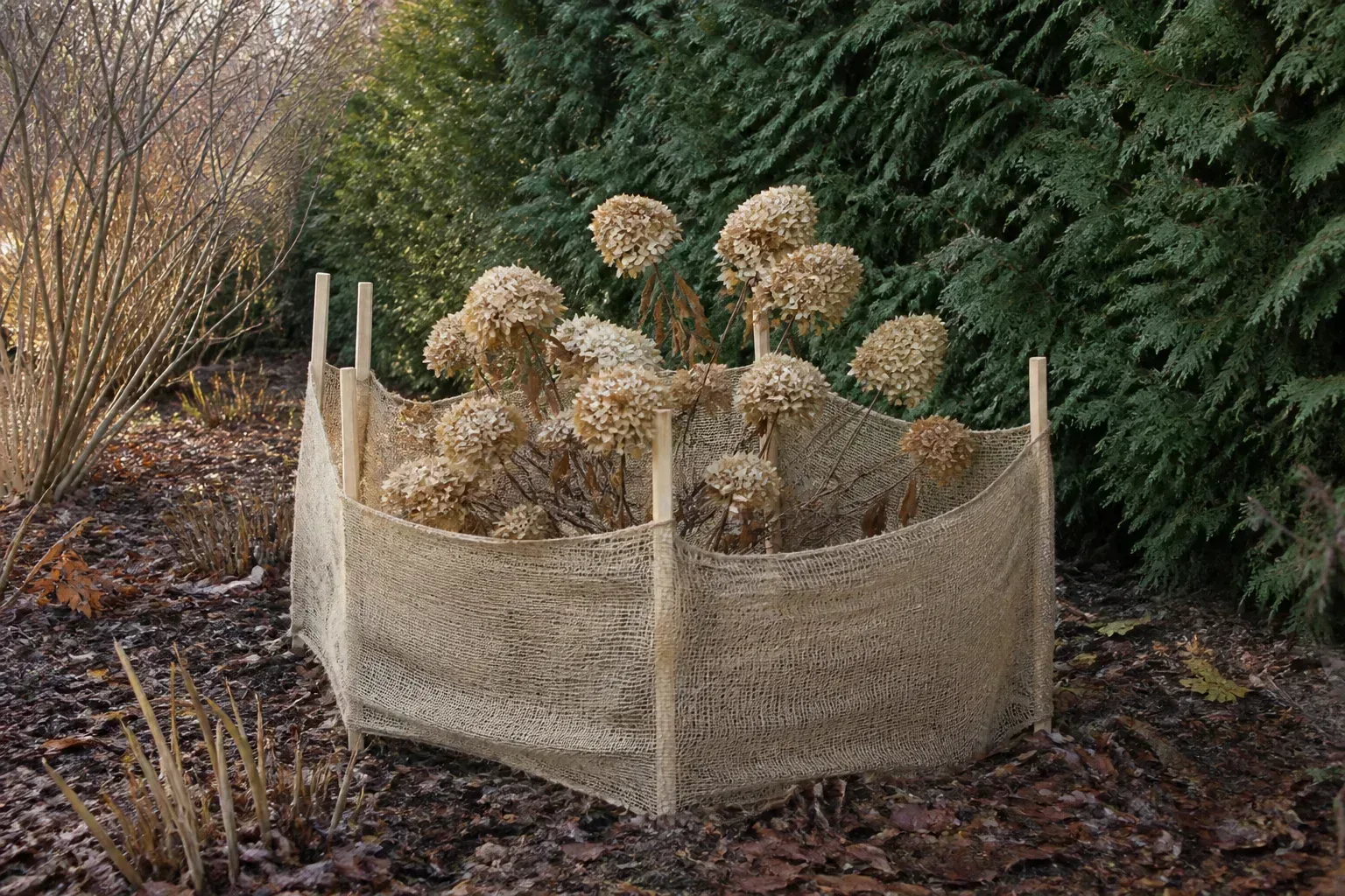 Bigleaf hydrangea with dried flower heads and a loose burlap wind screen for cold-zone winter protection