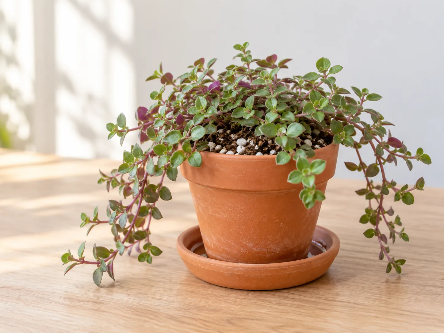Turtle vine growing in an airy potting mix in a draining terracotta pot