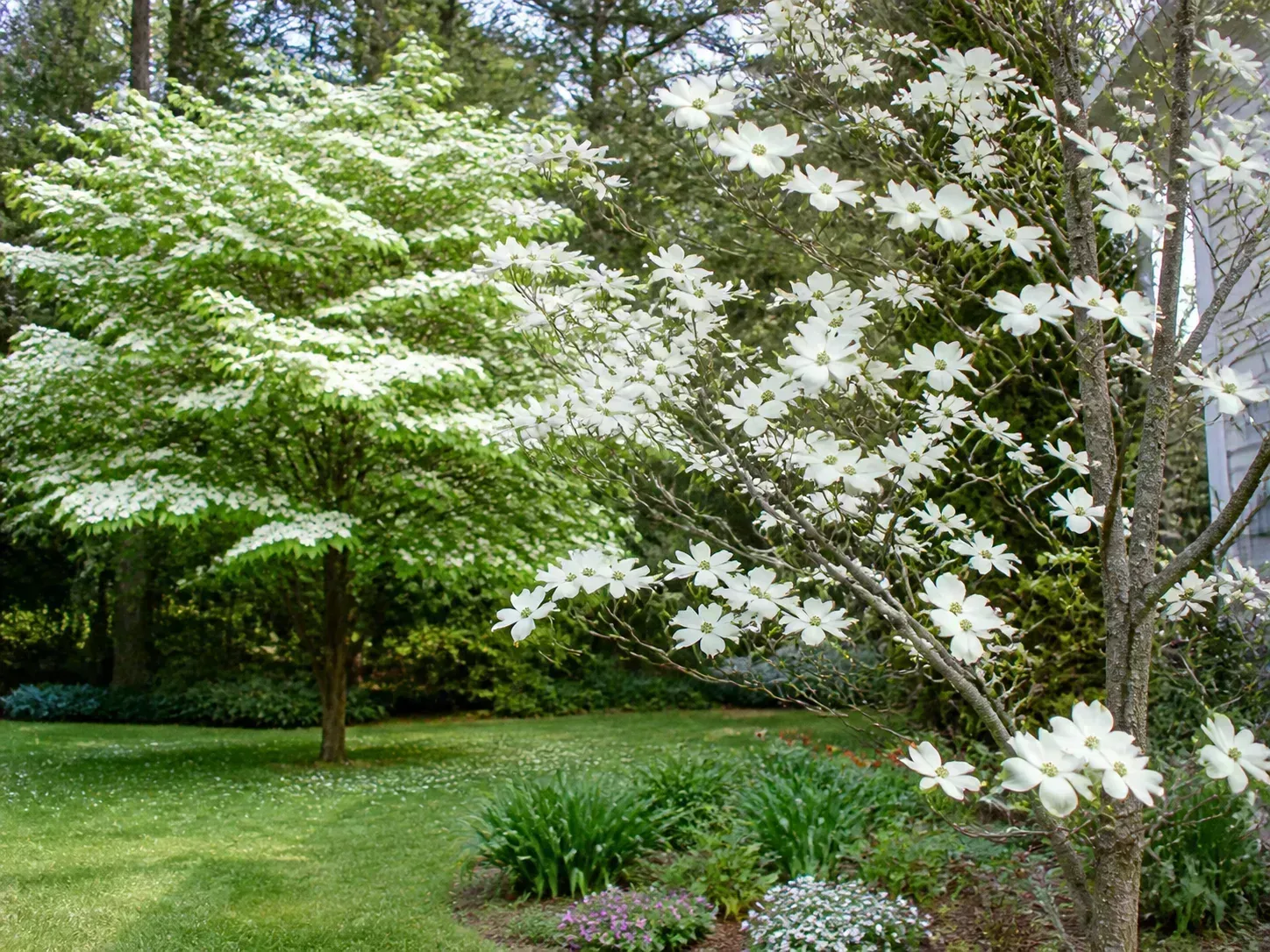 Flowering dogwood with white spring bracts in a lightly shaded garden