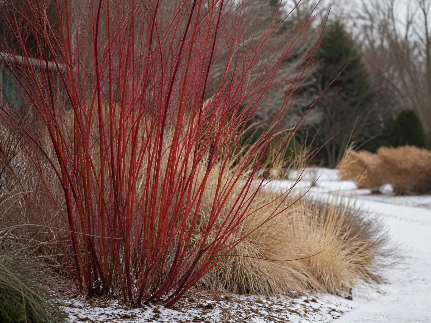 Red-twig dogwood with vivid young red stems in a winter garden