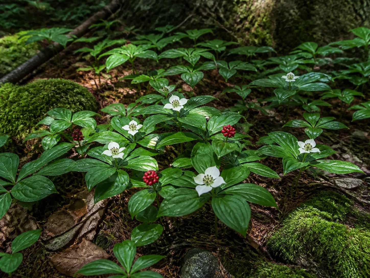 Bunchberry dogwood forming a low flowering groundcover in a cool woodland setting