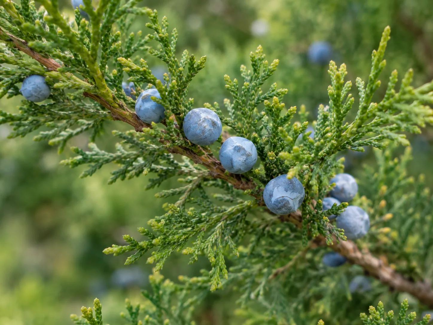 Blue berry-like seed cones attached to juniper foliage.