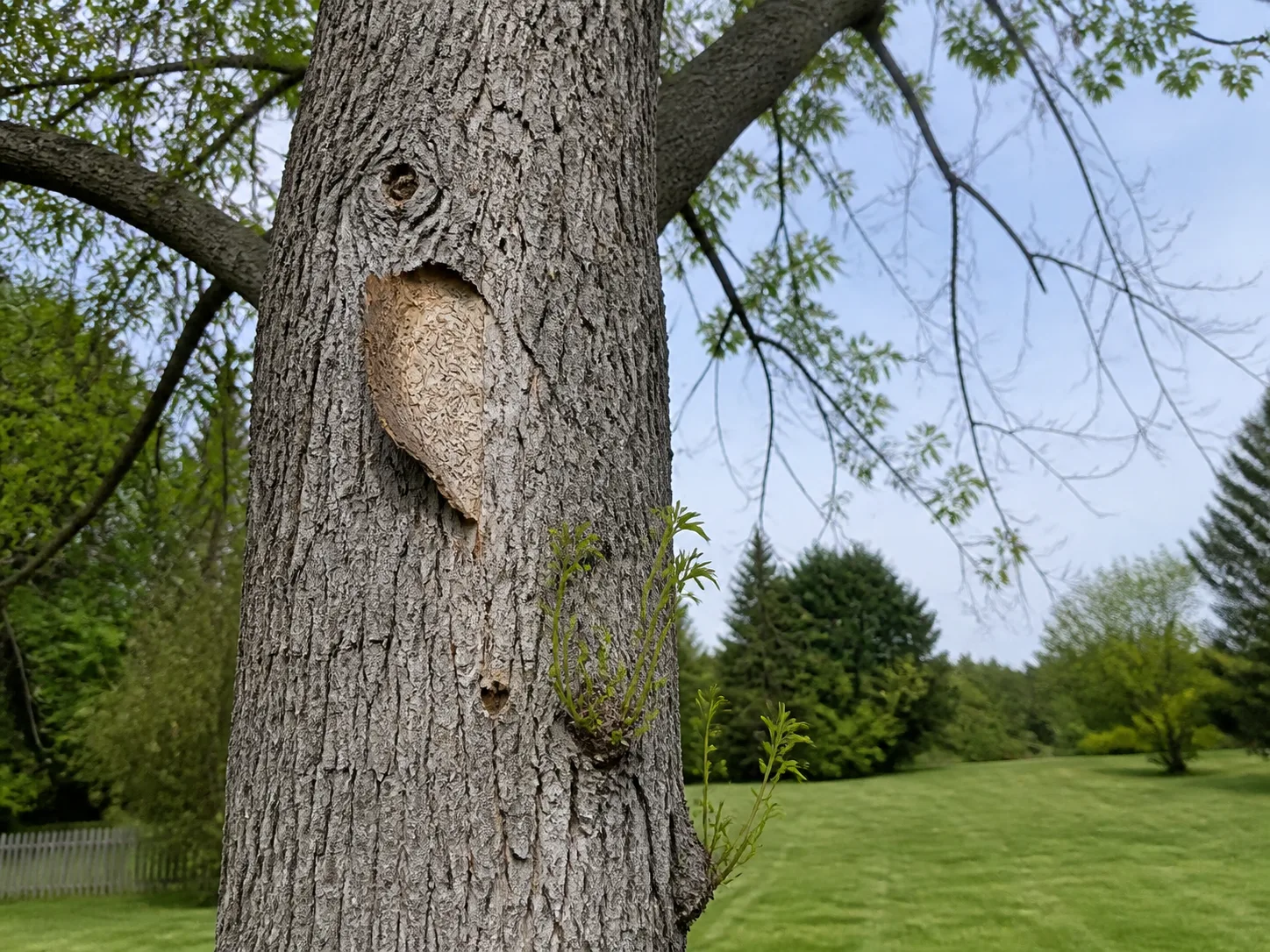 Ash trunk with D-shaped exit holes, bark galleries, and epicormic shoots showing the type of damage that warrants professional emerald ash borer assessment