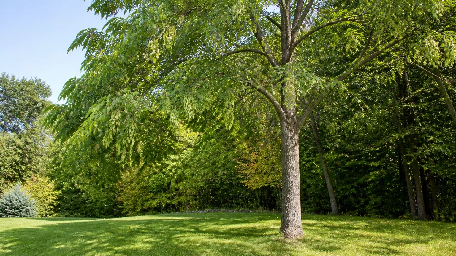 Mature ash tree with pinnately compound leaves and clusters of winged samaras in a sunny yard