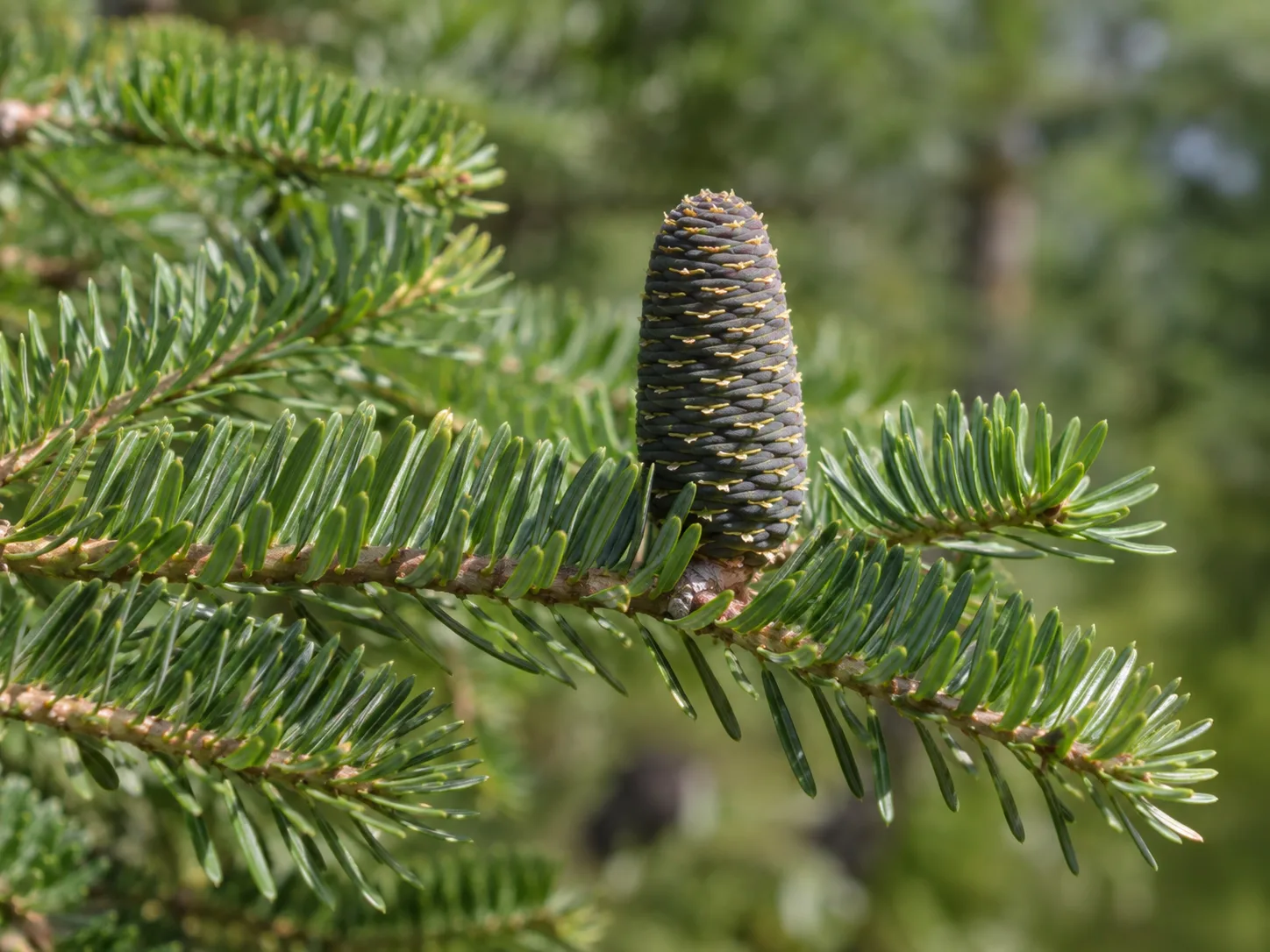 Flat needles and an upright cone on a true fir branch
