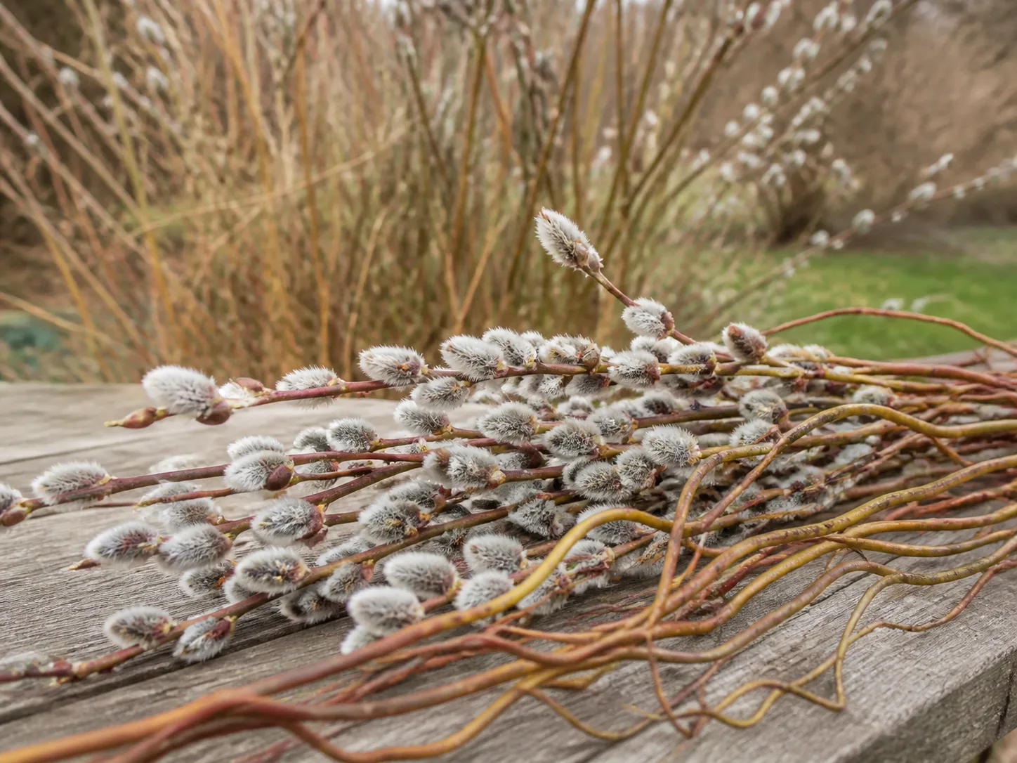 Silver pussy-willow catkins and flexible willow stems arranged on a wooden garden bench
