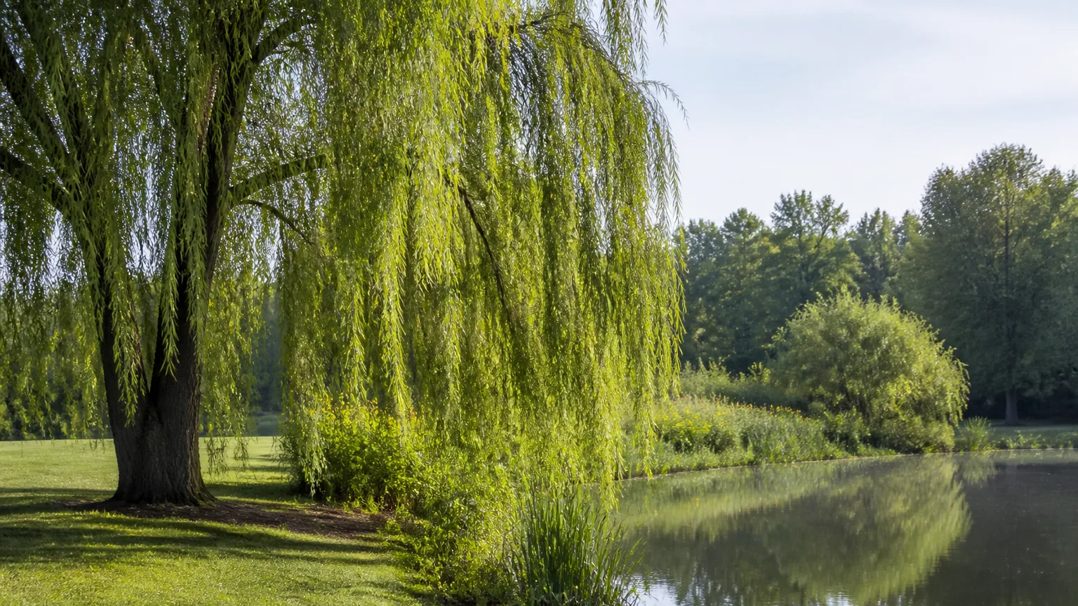 Mature weeping willow growing beside a spacious pond and moist garden edge